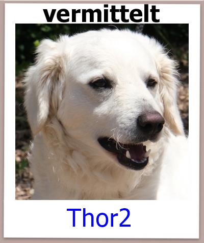 Thor2 Tierschutz Zypern Hund vermittelt