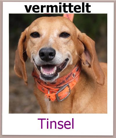 Tinsel Tierschutz Zypern Hund vermittelt