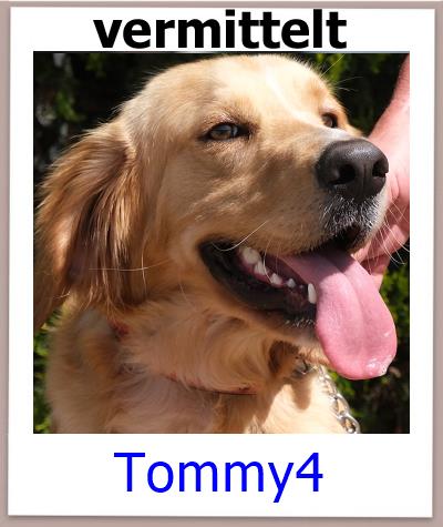 Tommy4 Tierschutz Zypern Hund vermittelt