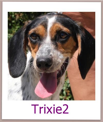 Trixie2 Tierschutz Zypern Hund prof