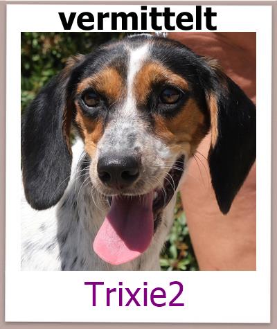 Trixie2 Tierschutz Zypern Hund vermittelt
