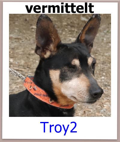 Troy2 Tierschutz Zypern Hund vermittelt