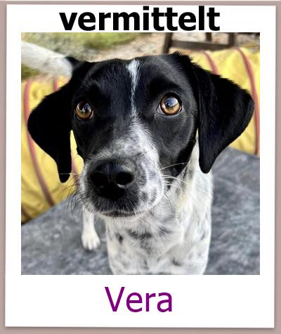 Vera Tierschutz Zypern Hund vermittelt 1