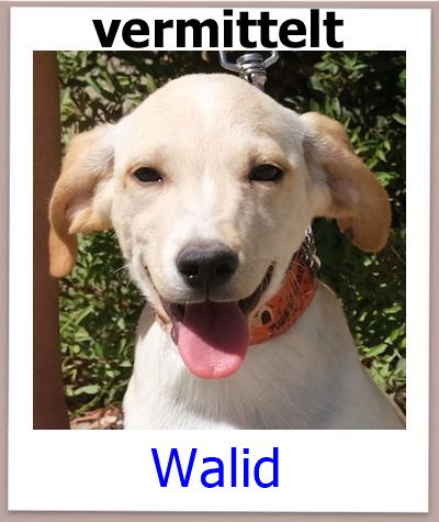 Walid Tierschutz Zypern Hund vermittelt