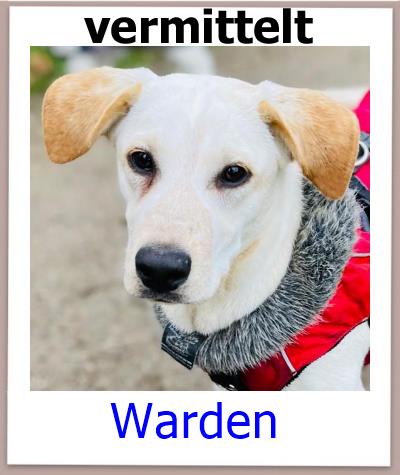 Warden Tierschutz Zypern Hund prof 2