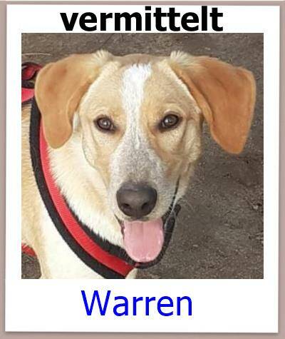 Warren Tierschutz Zypern Hund prof 1