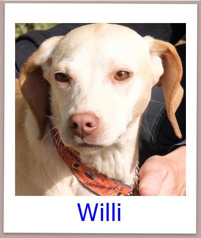 Willi Tierschutz Zypern Hund prof