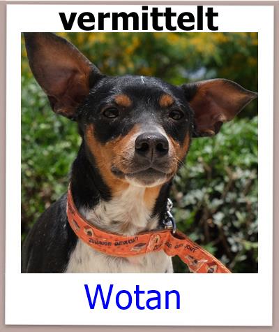 Wotan Tierschutz Zypern Hund prof