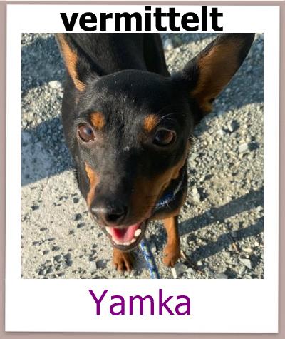 Yamka Tierschutz Zypern Hund prof 1