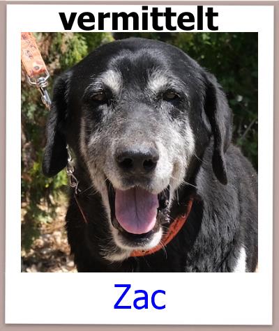 Zac Tierschutz Zypern Hund vermittelt