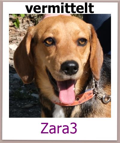 Zara3 Tierschutz Zypern Hund vermittelt