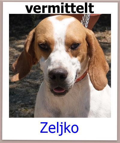 Zeljko Tierschutz Zypern Hund prof