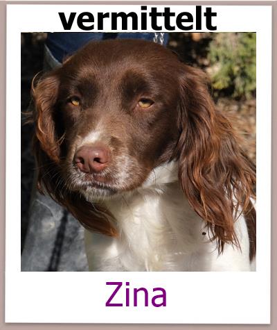 Mischling aus dem Tierheim Zypern sucht ein Zuhause.