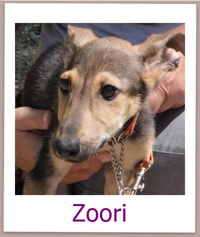 Zoori Tierschutz Zypern Hund prof