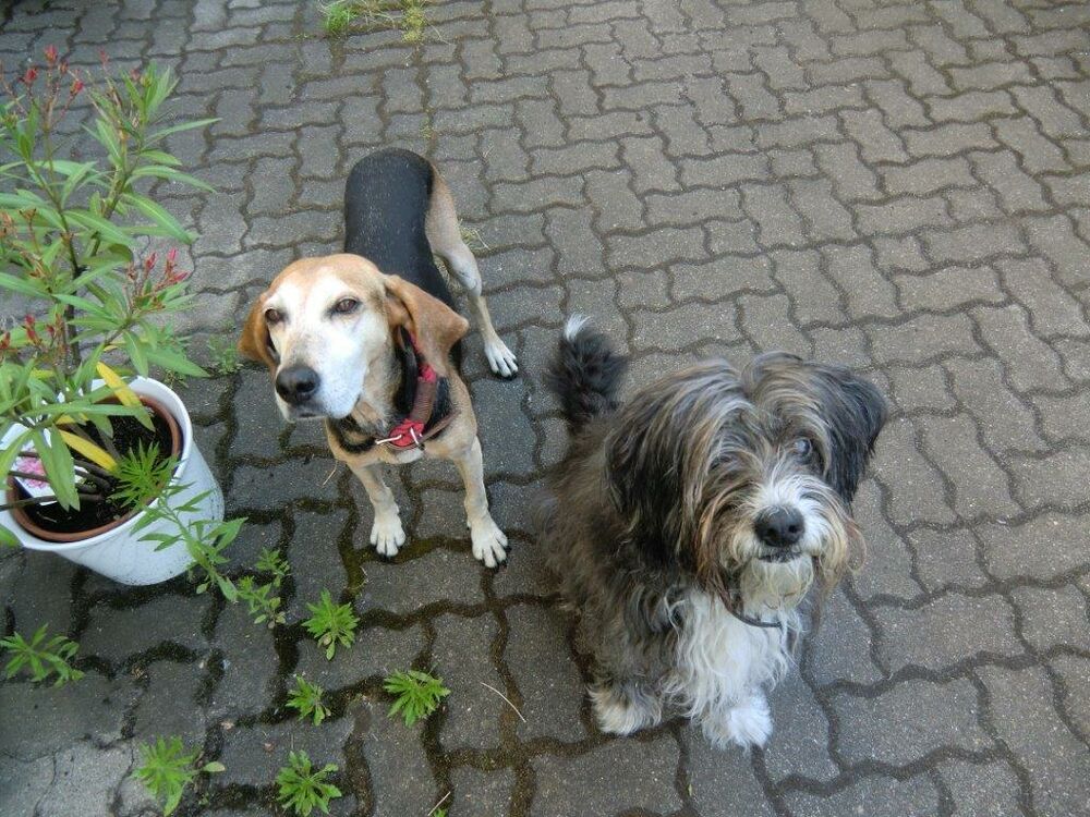 Zypernpfoten Notfellchen Krebs Hund 08