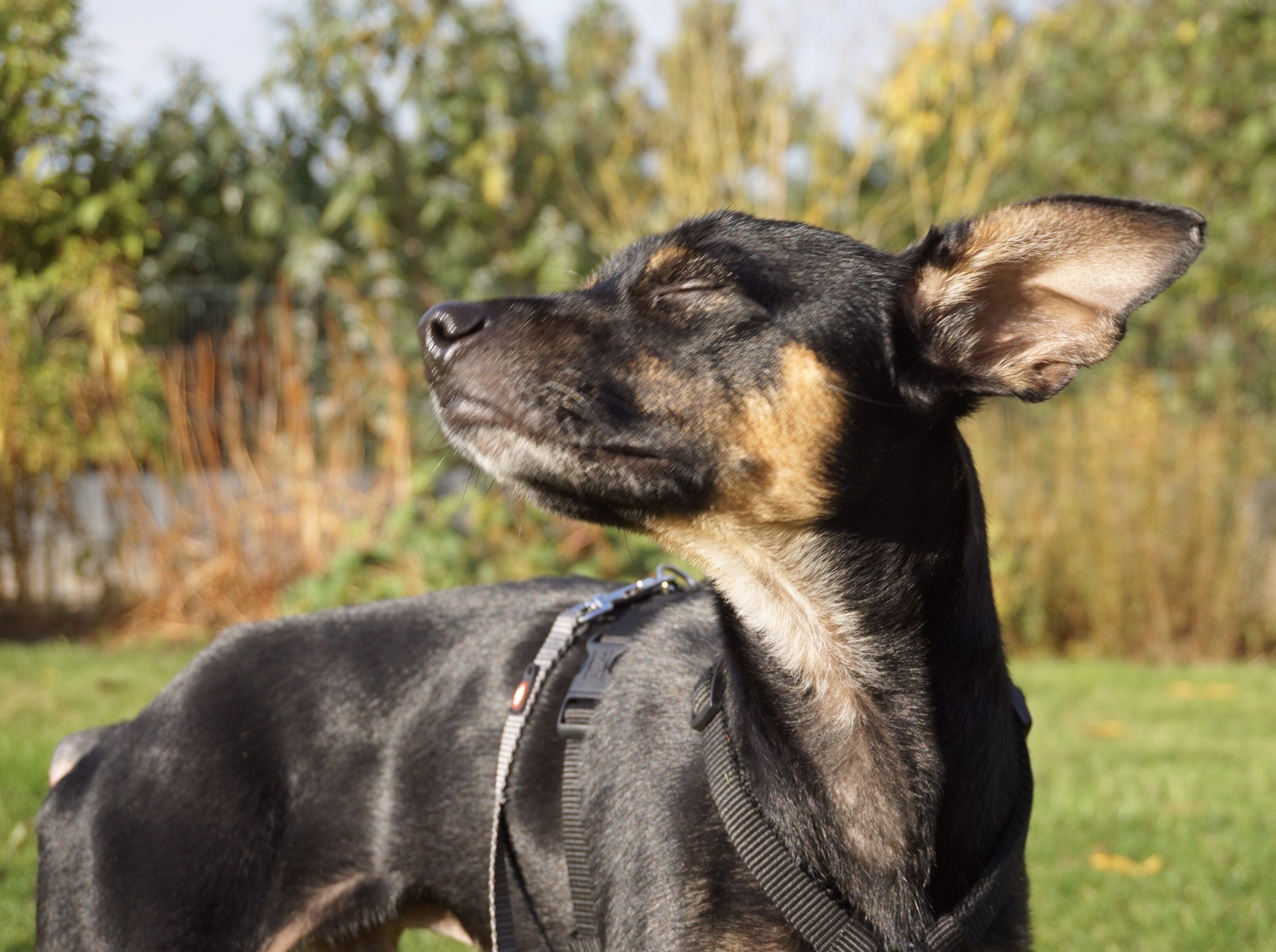 Rufus Bilder Update 21