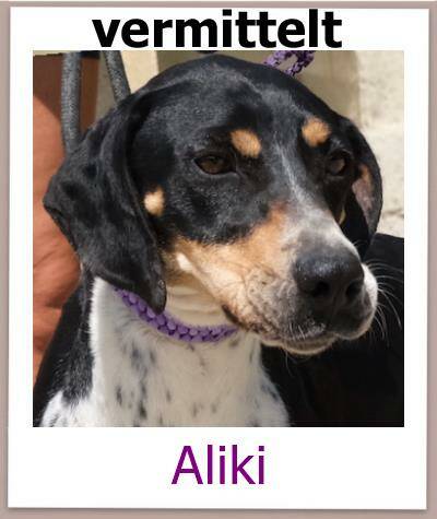Aliki Tierschutz Zypern Hund prof