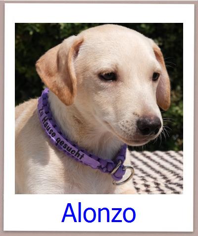 Alonzo Tierschutz Zypern Hund prof