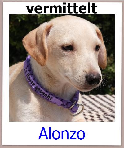Alonzo Tierschutz Zypern Hund prof