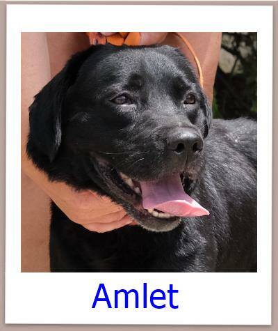 Amlet Tierschutz Zypern Hund prof