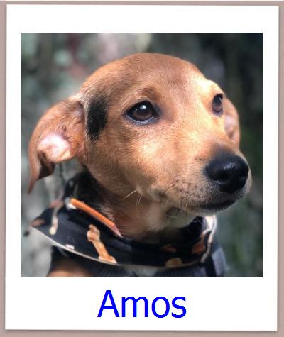 Amos Tierschutz Zypern Hund prof