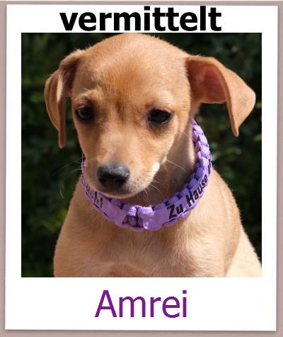 Amrei Tierschutz Zypern Hund prof