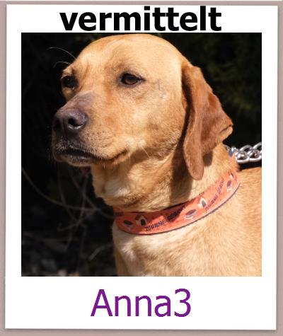 Anna3 Tierschutz Zypern Hund prof