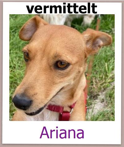 Airiana Tierschutz Zypern Hund prof