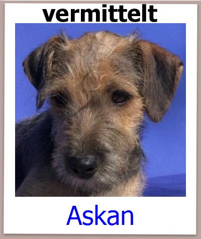 Askan Tierschutz Zypern Hund prof