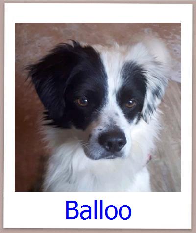 Balloo Tierschutz Zypern Hund prof