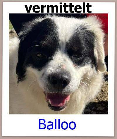 Balloo Tierschutz Zypern Hund prof