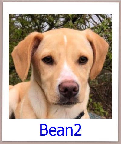 Bean2 Tierschutz Zypern Hund prof