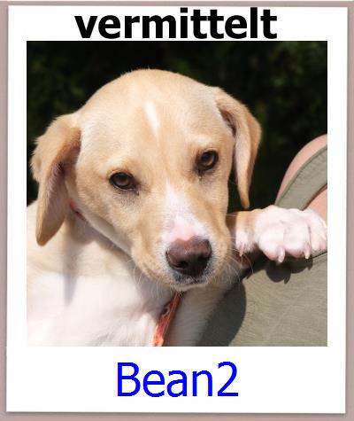 Bean2 Tierschutz Zypern Hund prof