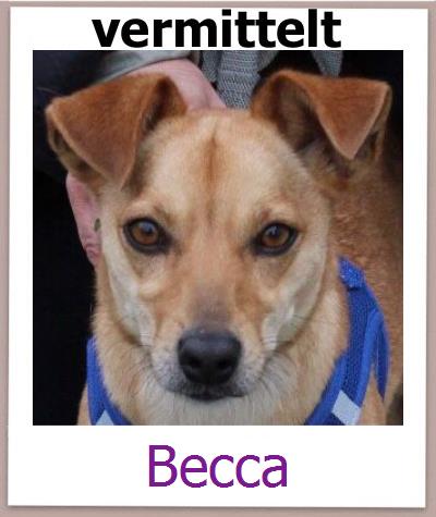 Becca Tierschutz Zypern Hund prof