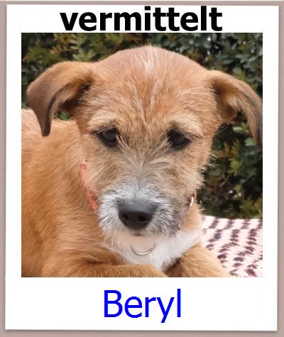Beryl Tierschutz Zypern Hund prof