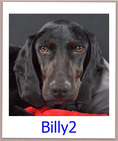 Billy2 Tierschutz Zypern Hund prof