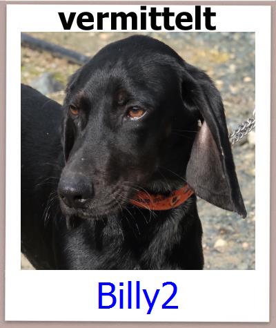 Billy2 Tierschutz Zypern Hund prof