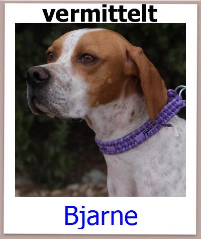 Bjarne Tierschutz Zypern Hund prof
