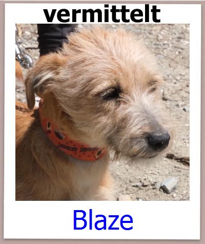 Blaze Tierschutz Zypern Hund prof