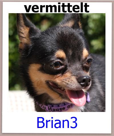 Brian3 Tierschutz Zypern Hund prof