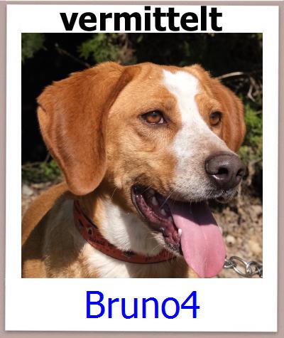 Bruno4 Tierschutz Zypern Hund prof