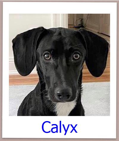 Calyx Tierschutz Zypern Hund prof
