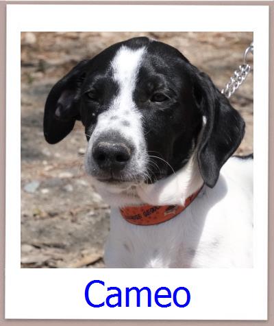 Cameo Tierschutz Zypern Hund prof