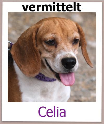 Celia Tierschutz Zypern Hund prof