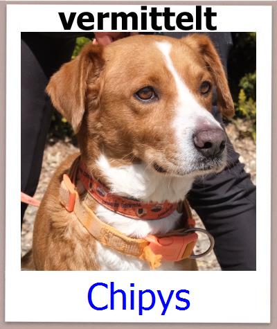 Chipys Tierschutz Zypern Hund prof