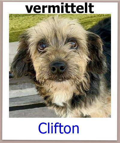 Clifton Tierschutz Zypern Hund prof