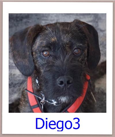 Diego3 Tierschutz Zypern Hund prof