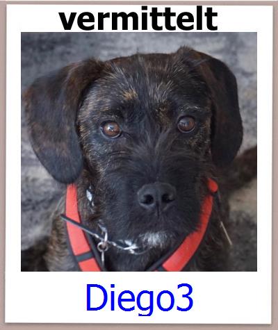 Diego3 Tierschutz Zypern Hund prof