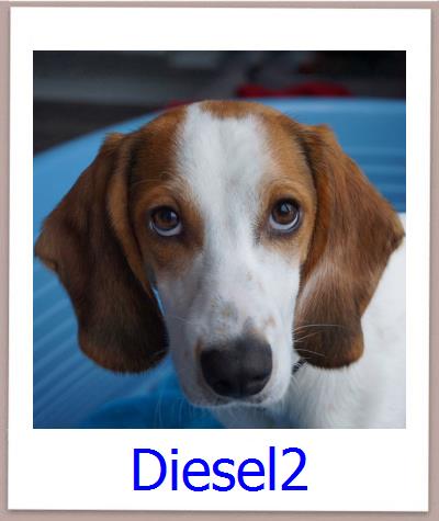 Masha Tierschutz Zypern Hund prof