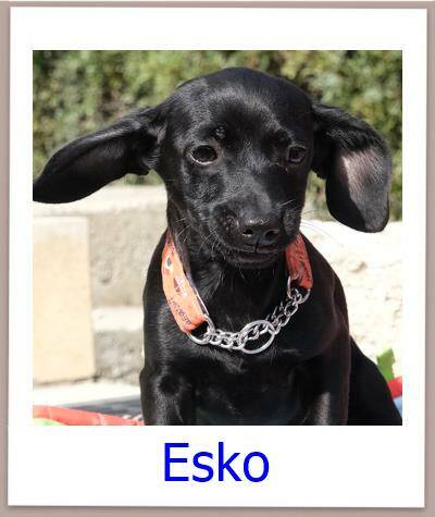 ESKO Tierschutz Zypern Hund prof 1